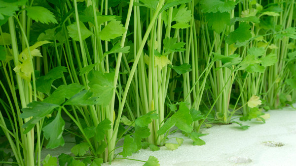 夏季减肥的最快方法是什么? 3款美食吃起来一下就瘦了